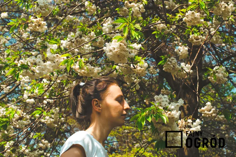 Kobieta na tle kwitnącego drzewa, a także kalendarz pylenia dla alergików