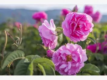 Ilustracja artykułu róża damasceńska - właściwości, zastosowanie, sadzonki, pielęgnacja