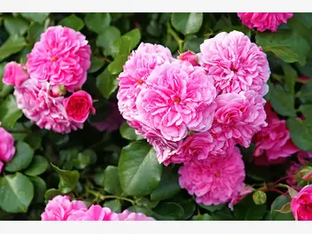 Ilustracja artykułu róża stulistna (rosa centifolia) - sadzonki, uprawa, pielęgnacja, właściwości