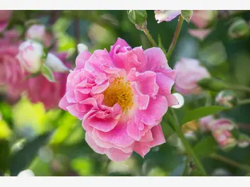 Ilustracja artykułu róża francuska (gallica versicolor) - sadzenie, uprawa, pielęgnacja