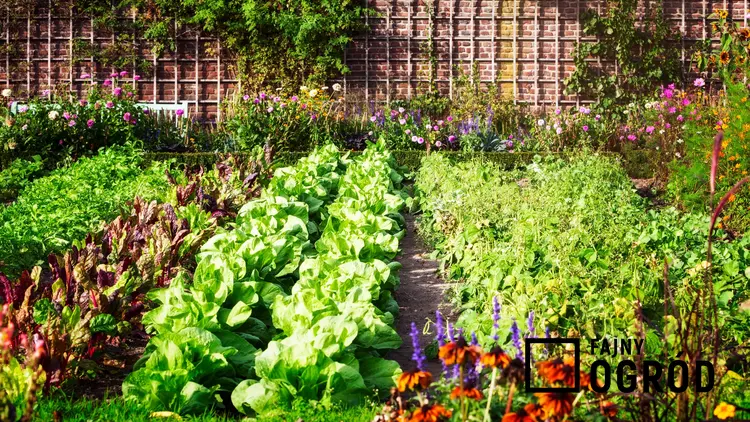 Ogródek warzywny krok po kroku, czyli korzystne sąsiedztwo warzyw w ogrodzie