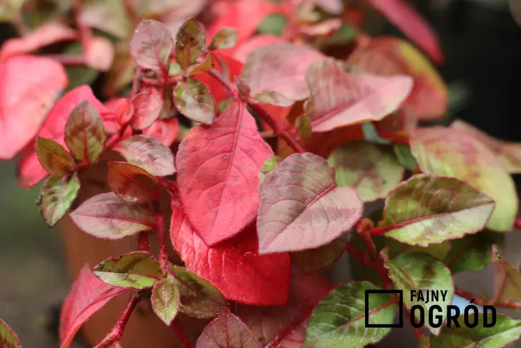 Rdest japoński o czerwonych liściach, czyli rdestowiec japoński i jego właściwości