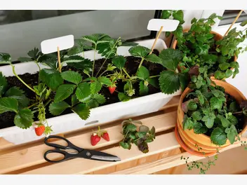Ilustracja artykułu sadzenie i uprawa truskawek na balkonie - poradnik praktyczny