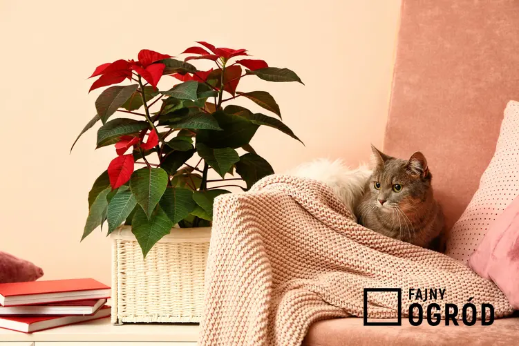 Kot leżący na kanapie niedaleko gwiazdy betlejemskiej, czyli kwiaty i rośliny trujące dla kota i dla zwierząt