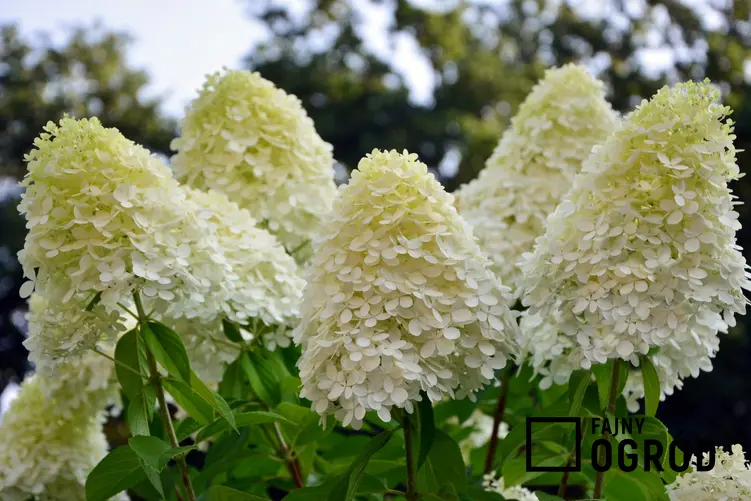 Biała hortensja wiechowata w czasie kwitnienia oraz jej uprawa i pielęgnacja