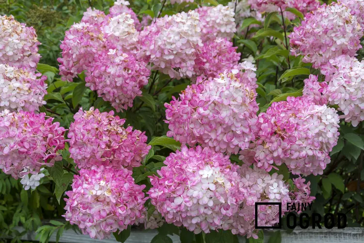 Różowa hortensja wiechowata lub bukietowa w czasie kwitnienia oraz jej uprawa i pielęgnacja