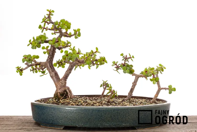 Portulacaria afra w doniczce uformowana na drzewko bonsai i jego pielęgnacja