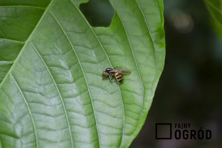 Gliniarz naścienny siedzący na zielonym liściu, czyli owad podobny do szerszenia