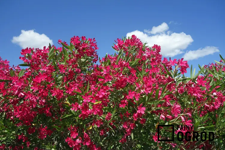 Różowy oleander na tle niebieskiego nieba, a także przycinanie oleandra i jego pielęgnacja