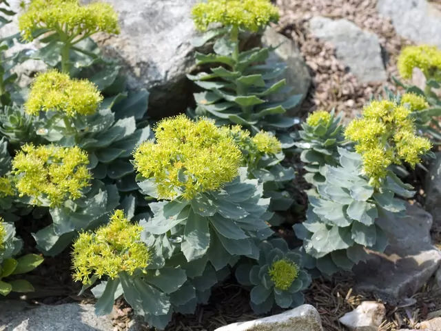 Różeniec górski: właściwości i zastosowanie