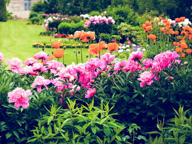 Uprawa piwonii - zasady pielęgnacji