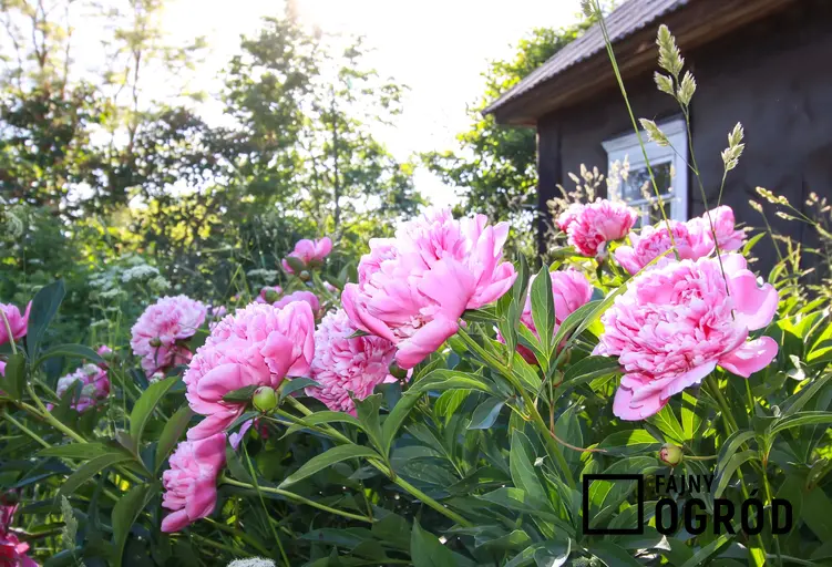 Piwonia ogrodowa różowa w ogrodzie w czasie kwitnienia oraz uprawa piwonii i pielęgnacja piwonii