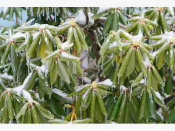 Ilustracja artykułu rododendron w zimie - przygotowanie do zimy, pielęgnacja po zimie