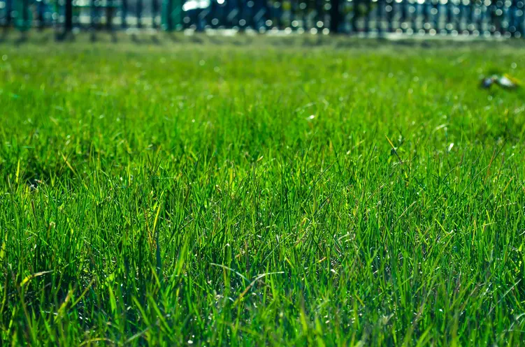 Montaż trawy z rolki: samodzielnie czy zlecić firmie?