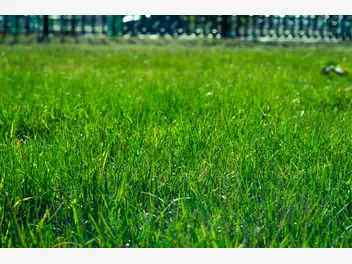 Ilustracja artykułu montaż trawy z rolki: samodzielnie czy zlecić firmie?