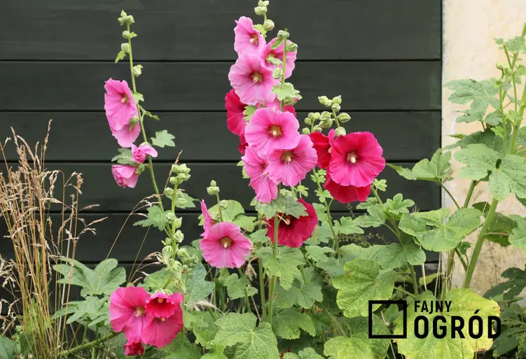 Malwa ogrodowa przed domem w czasie kwitnienia, a także jak wybrać sadzonki malwy