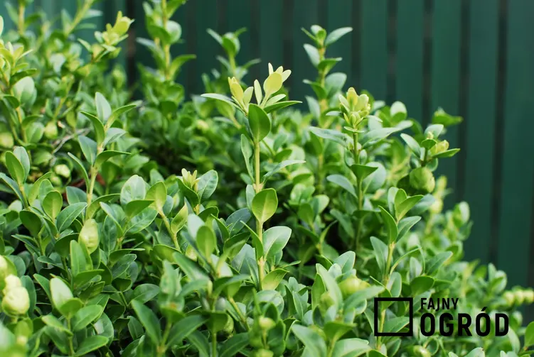 Zielony bukszpan w ogrodzie oraz rozmnażanie bukszpanu i porady, jak rozmnożyć bukszpan