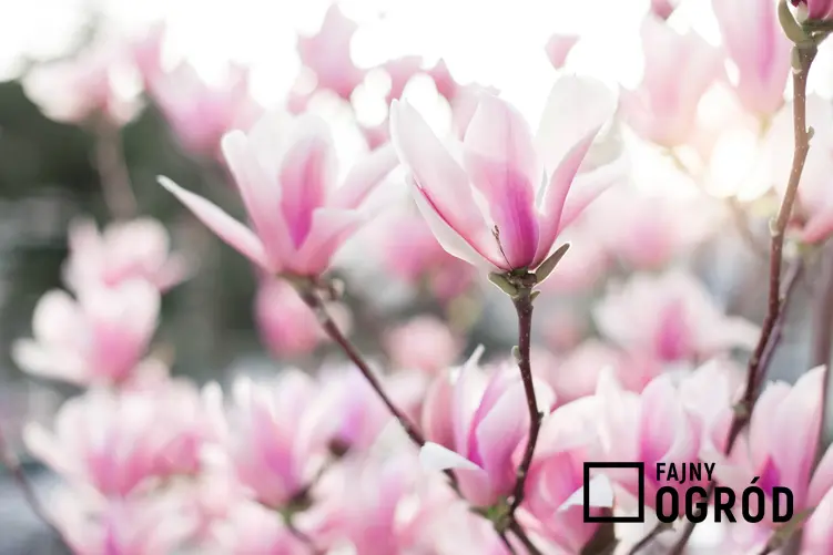 Magnolia w ogrodzie w czasie kwitnienia, a także popularne i ciekawe odmiany magnolii