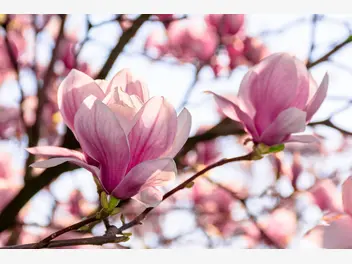 Ilustracja artykułu magnolia: odmiany, najpopularniejsze i najpiękniejsze rodzaje