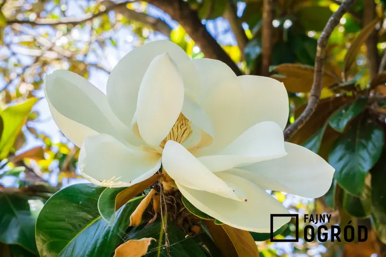 Magnolia w czasie kwitnienia w ogrodzie, a także cena magnolii krok po kroku