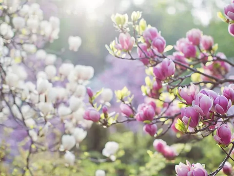 Magnolie: odmiany, ceny, uprawa, pielęgnacja