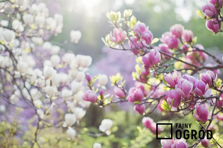 Krzew magnolia w czasie kwitnienia w ogrodzie, a także uprawa i pielęgnacja