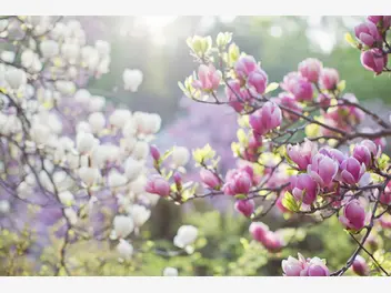 Ilustracja artykułu drzewa i krzewy magnolii - odmiany, ceny, uprawa, pielęgnacja, porady