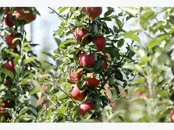 Ilustracja artykułu jabłoń gala - opis, sadzenie, uprawa, pielęgnacja, przycinanie