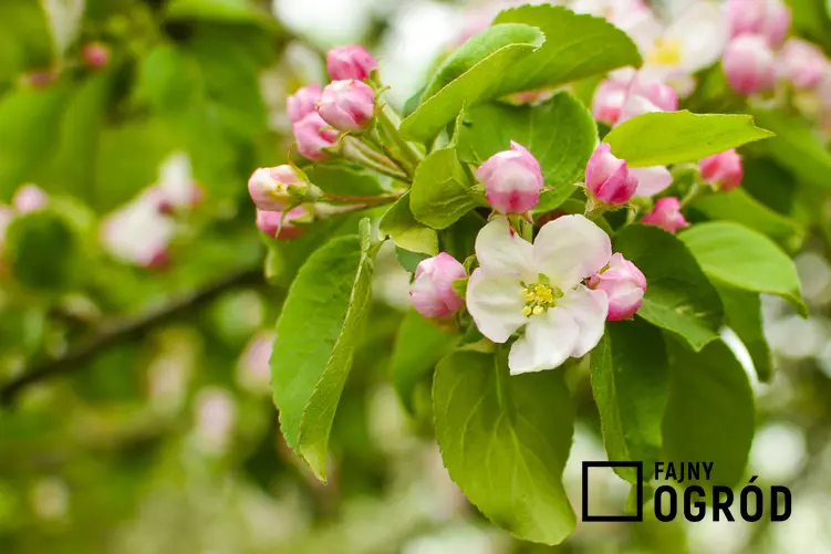 Jabłoń malinówka kwitnąca w ogrodzie, a także jabłka malinówki i ich uprawa