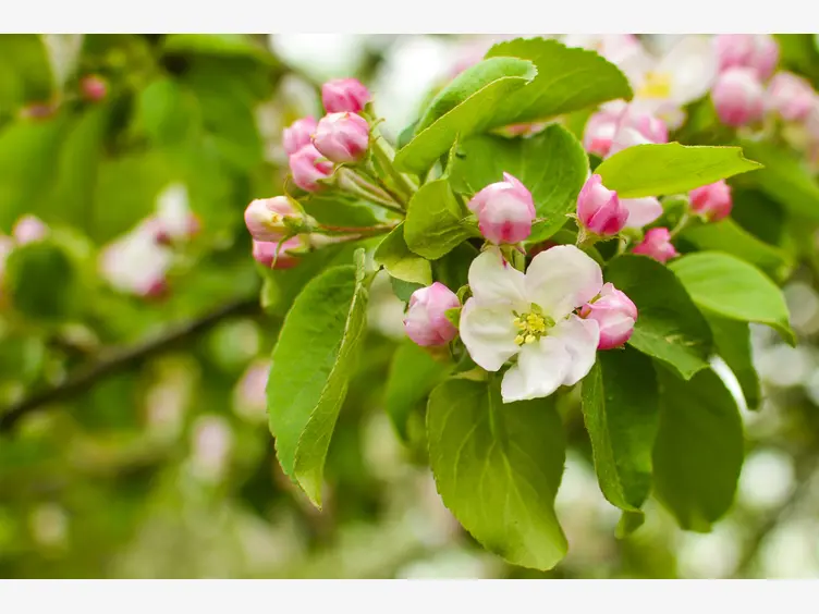 Ilustracja artykułu jabłoń malinówka - opis, sadzenie, uprawa, pielęgnacja, porady