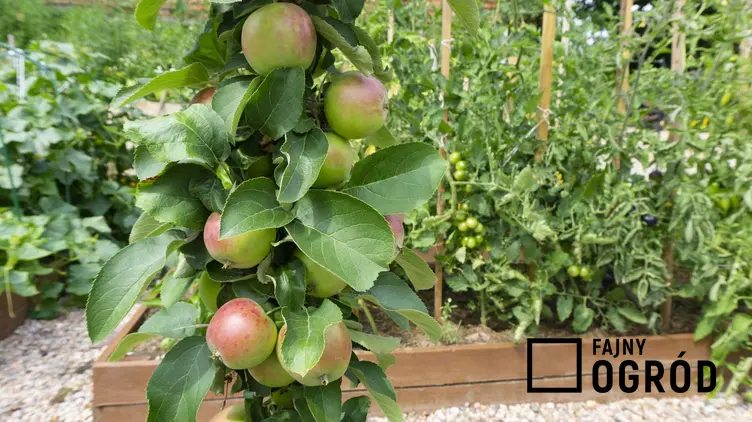 Jabłoń kolumnowa z owocami w ogrodzie, a także odmiany jabłoni kolumnowej i jej uprawa