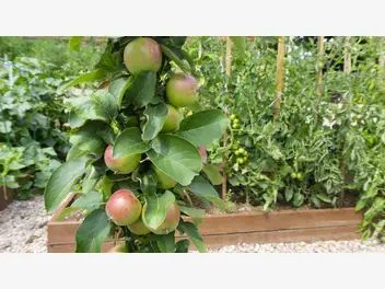 Ilustracja artykułu jabłoń kolumnowa - odmiany, uprawa, pielęgnacja, cięcie, opinie