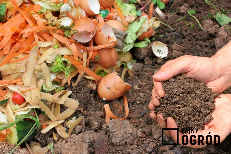 Ziemia i kompost w ogrodzie, a także kompostownik i jak używać komost