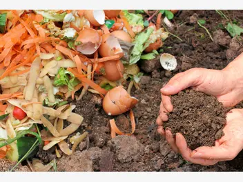 Ilustracja artykułu kompost - przygotowanie, opis, wykorzystanie, porady