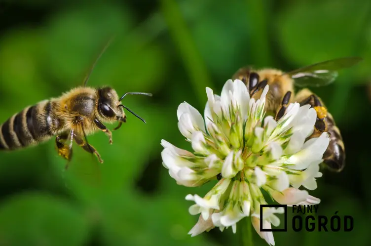 Pszczoła latająca nad kwiatem koniczyny, a także rośliny miododajne, rośliny łąkowe i kwiaty miododajne