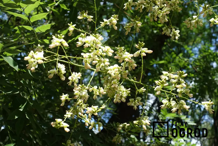 Drzewo ozdobne perełkowiec japoński w czasie kwitnienia, a także szupin japoński i jego właściwości lecznicze