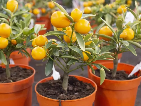 Uprawa i pielęgnacja drzewka pomarańczowego