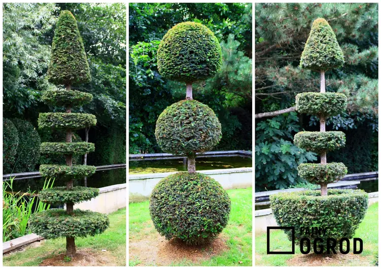 Uformowane krzewy w ciekawy sposób, a także formowanie iglaków, ozdobne formowanie iglaków w ogrodzie