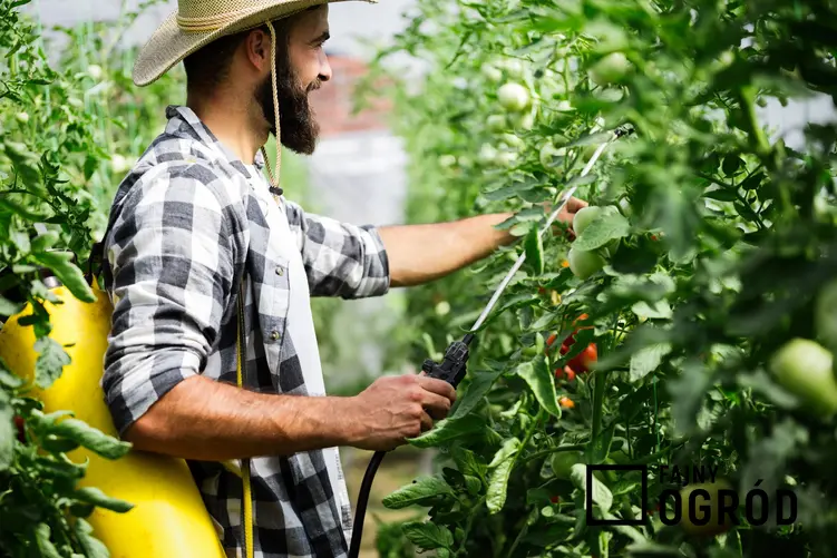 Mężczyzna podczas opryskiwania pomidorów, a także preparaty i polecane środki ochrony roślin