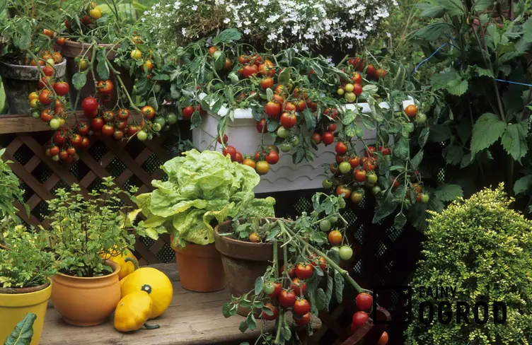 Warzywa i owoce uprawiane na balkonie, a także jak zaprojektować ogród na balkonie