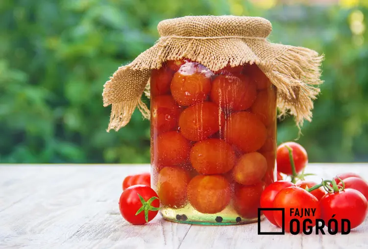 Pomidory kiszone w słoiku na tle zieleni, a także przepis na kiszone pomidory po rosyjsku
