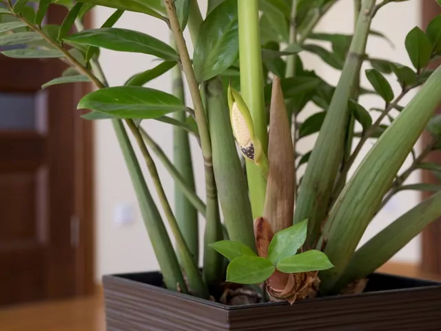 Choroby zamiokulkasa: przyczyny i leczenie