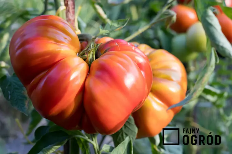 Pomidor dojrzewający na krzewie, a także Polecane odmiany pomidorów i gatunki pomidorów gruntowych