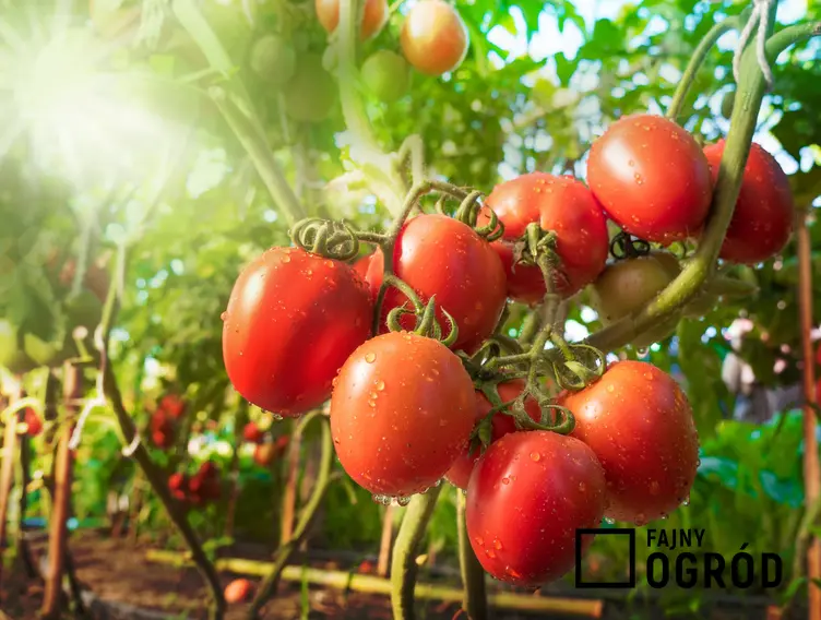 Pomidory w słońcu na krzaczkach, a także Polecane odmiany pomidorów i gatunki pomidorów gruntowych