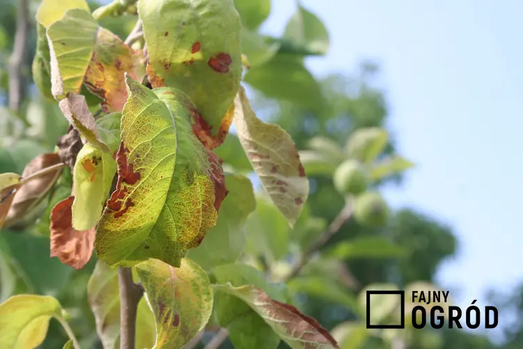 Porażone liście jabłoni, a także choroby jabłoni, parch jabłoni i zwalczanie chorób