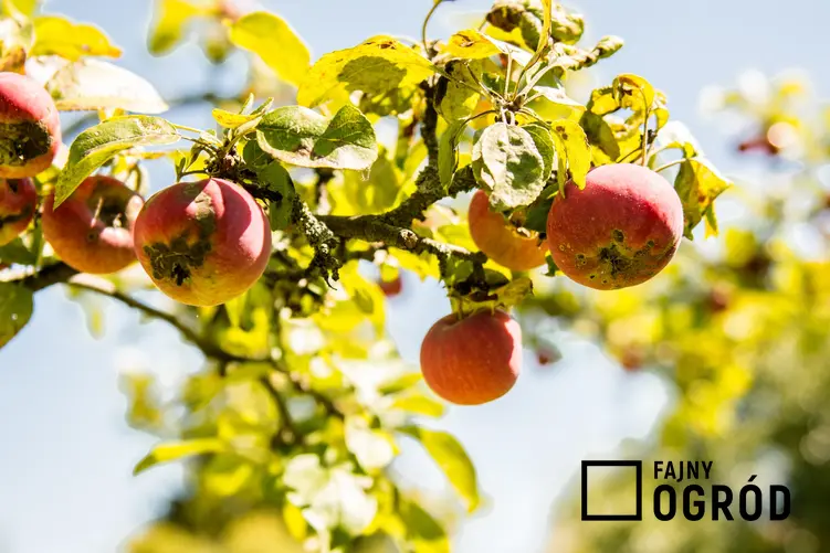 Porażona owoce i liście jabłoni, a także choroby jabłoni, parch jabłoni, zwalczanie chorób, grzyb na jabłoni