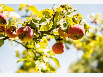 Ilustracja artykułu najczęstsze choroby jabłoni - opisy i sposoby zwalczania