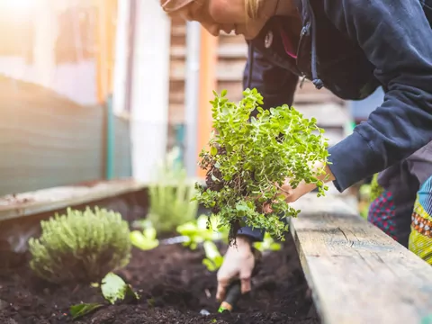 Sadzonki ziół: rodzaje, ceny, opinie