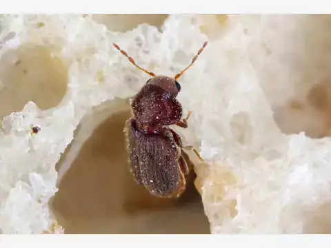 Zwalczanie żywiaka chlebowca w domu