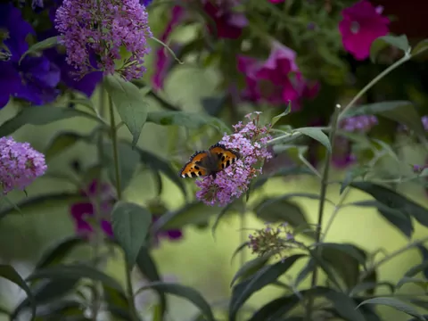 Budleja trójkolorowa: uprawa i pielęgnacja